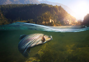 Pace Analytical PFAS Soil and Biota