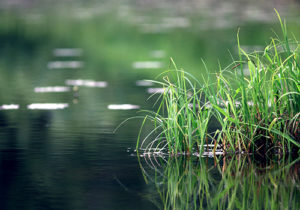 Pace Analytical PFAS Groundwater and Surface Water