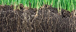 PFAS in Soil & Other Solids. cross section of ground showing dirt, roots and plants.