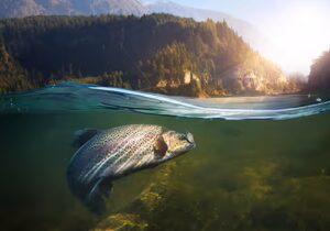 Pace Analytical PFAS Soil and Biota